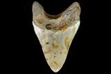 Fossil Megalodon Tooth - North Carolina #108885-2